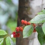 Protium rhoifolium 果實
