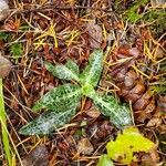 Goodyera oblongifolia Leaf