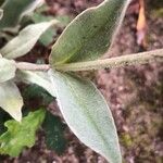 Silene coronaria Leaf