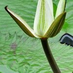 Nymphaea lotus Цвят
