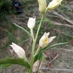 Cephalanthera damasonium Kvet