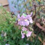 Mimulus ringens Cvet