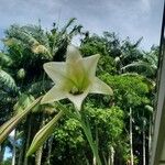 Lilium formosanum Leaf