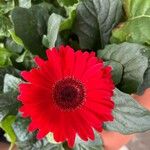 Gerbera leandrii 花