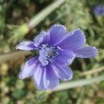 Cichorium pumilum Virág