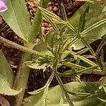 Verbena aristigera Ліст