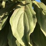 Heliotropium foertherianum 葉