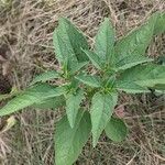 Physalis longifolia Leaf