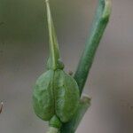 Vella spinosa Fruit