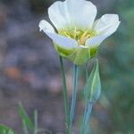 Calochortus gunnisonii Λουλούδι