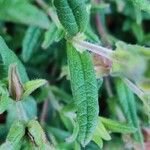 Cistus inflatus Fulla