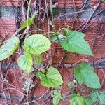 Cissus repens Leaf