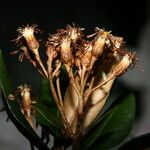 Olearia spectabilis Flower