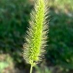 Setaria viridis 花