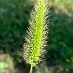 Setaria viridis പുഷ്പം