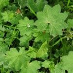 Alchemilla vulgaris Hábito