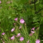 Epilobium hirsutumÇiçek