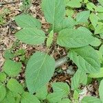 Collinsonia canadensis Hoja