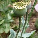 Papaver somniferum Ffrwyth