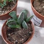 Adromischus cooperi Leaf