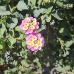 Lantana camaraЦвят