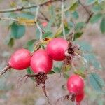 Rosa villosa Fruit