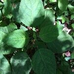 Collinsonia canadensis Hoja
