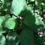 Collinsonia canadensis Blatt