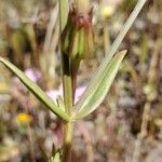 Centaurium tenuiflorum Лист