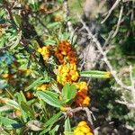 Pyracantha angustifolia Fruit