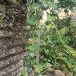 Bryonia verrucosa Fruto