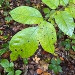 Fraxinus americanaBlatt