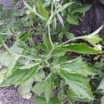 Geum canadense Blad