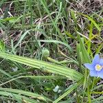 Nemastylis geminiflora Foglia