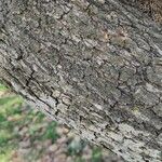 Quercus petraea Rhisgl