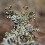 Artemisia austriaca Blad