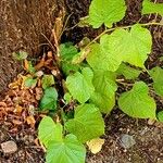 Tilia × europaea পাতা