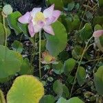 Nelumbo nuciferaFlower