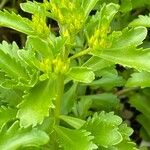 Sedum sarmentosum List