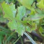 Sisymbrium erysimoides Leaf