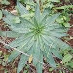 Echium asperrimum 葉