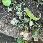 Trifolium arvense Žiedas