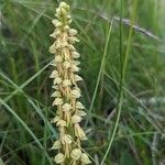 Orchis anthropophoraBlodyn