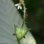 Caperonia palustris Fiore