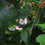 Nyctanthes arbor-tristis Квітка