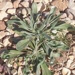 Plantago lagopusFolha