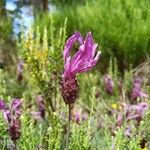 Lavandula pedunculata Blüte