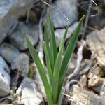 Asphodelus cerasiferus Leaf