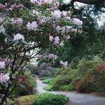 Rhododendron vernicosum Характер