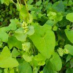 Persicaria perfoliata पत्ता